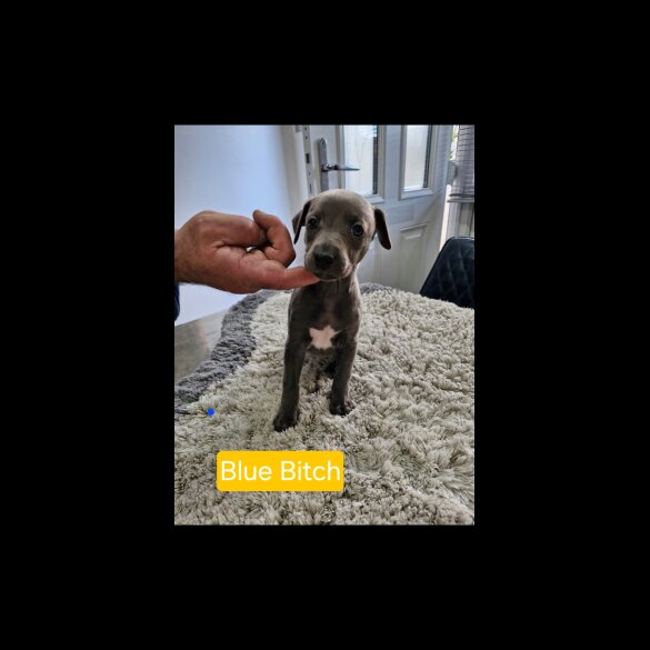 Whippet - Both