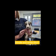 Whippet - Both