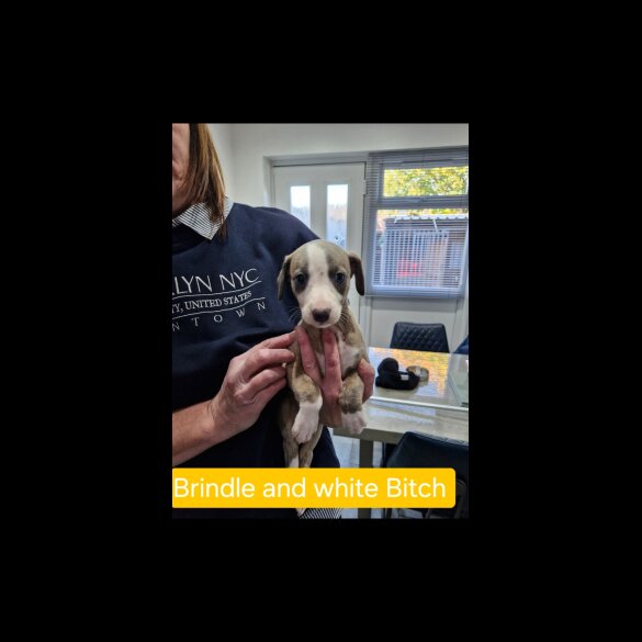 Whippet - Both