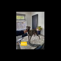 Whippet - Both
