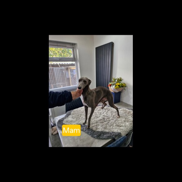Whippet - Both