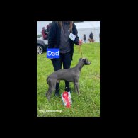 Whippet - Both