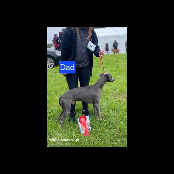 Whippet - Both