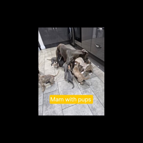 Whippet - Both