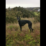 Whippet - Dogs