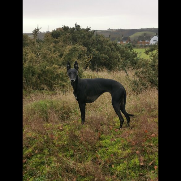 Whippet - Dogs