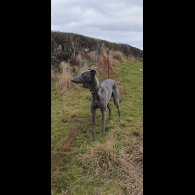 Whippet - Dogs