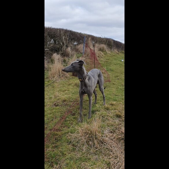 Whippet - Dogs