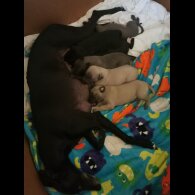 Whippet - Dogs