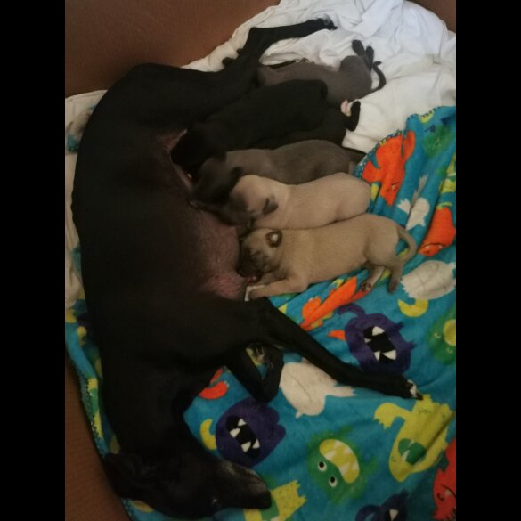 Whippet - Dogs