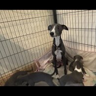 Whippet - Both