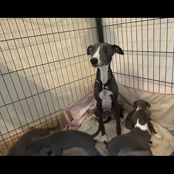 Whippet - Both