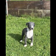 Whippet - Both