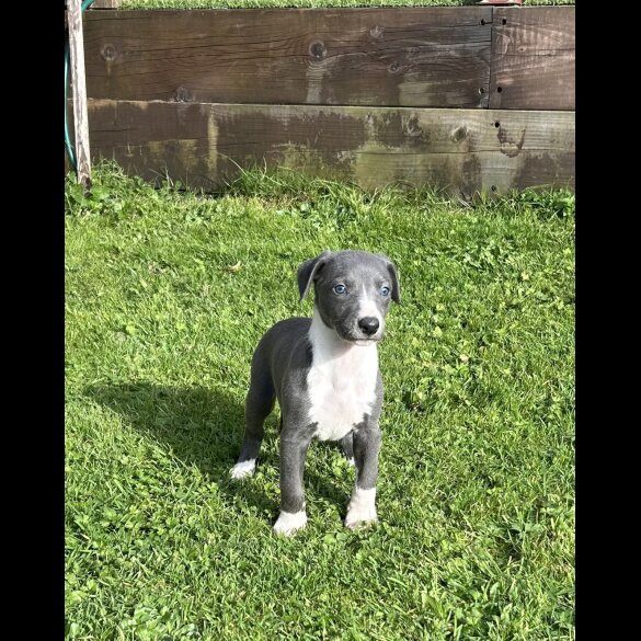 Whippet - Both