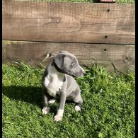 Whippet - Both