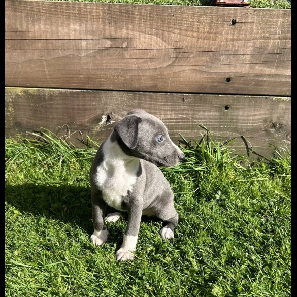 Whippet - Both