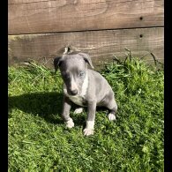 Whippet - Both