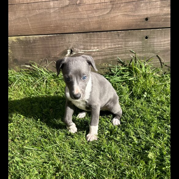 Whippet - Both