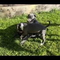Whippet - Both