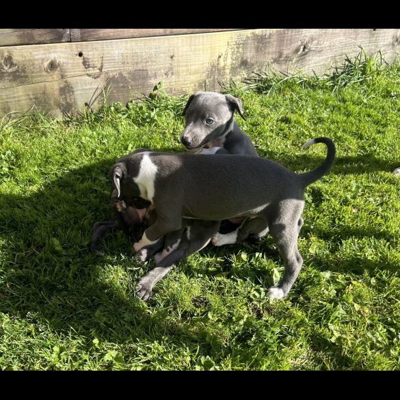 Whippet - Both