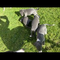 Whippet - Both