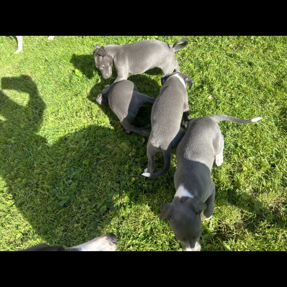 Whippet - Both