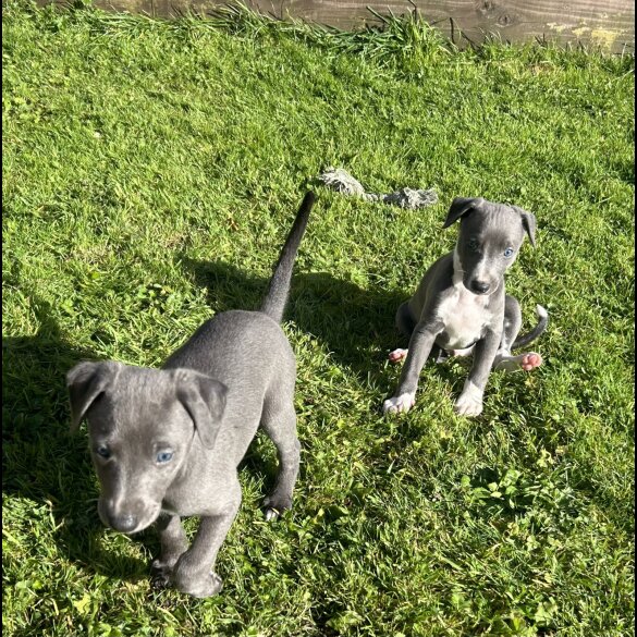 Whippet - Both