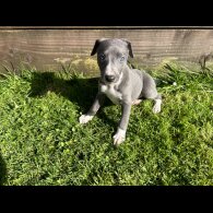Whippet - Both