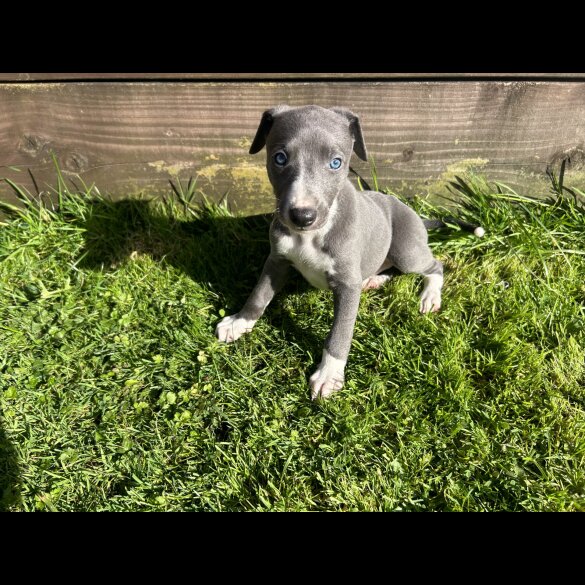 Whippet - Both