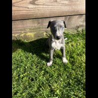 Whippet - Both