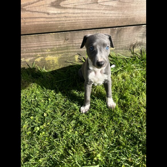 Whippet - Both