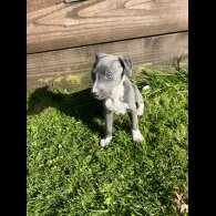 Whippet - Both