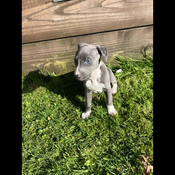 Whippet - Both