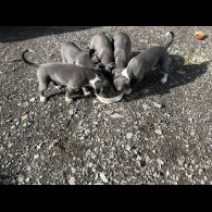 Whippet - Both