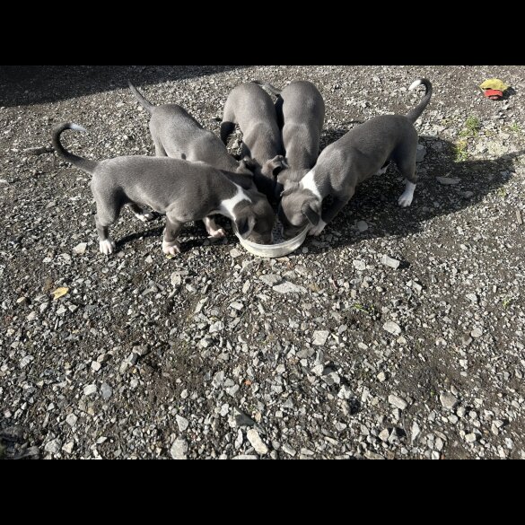Whippet - Both