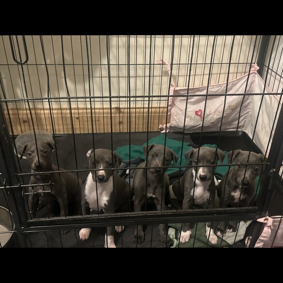 Whippet - Both