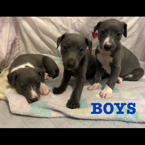 Whippet - Both