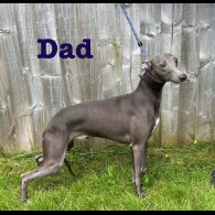 Whippet - Both