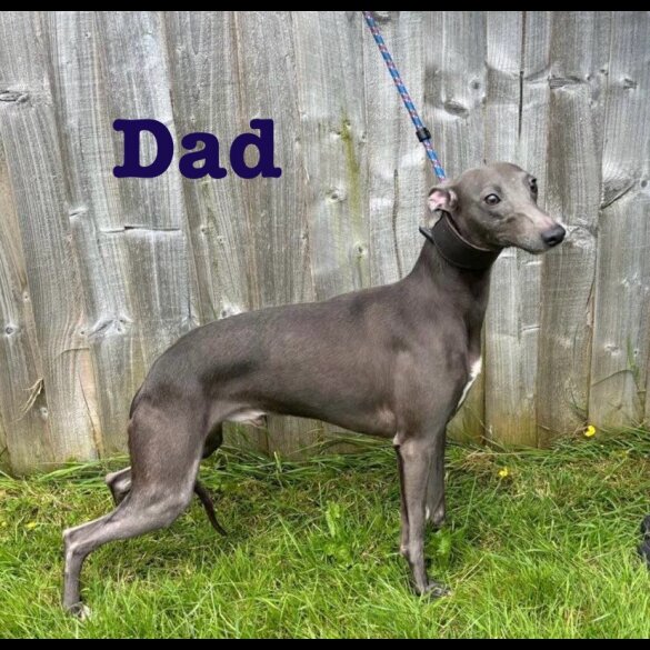 Whippet - Both
