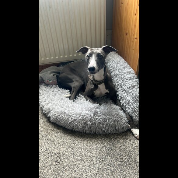 Whippet - Both