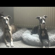 Whippet - Both