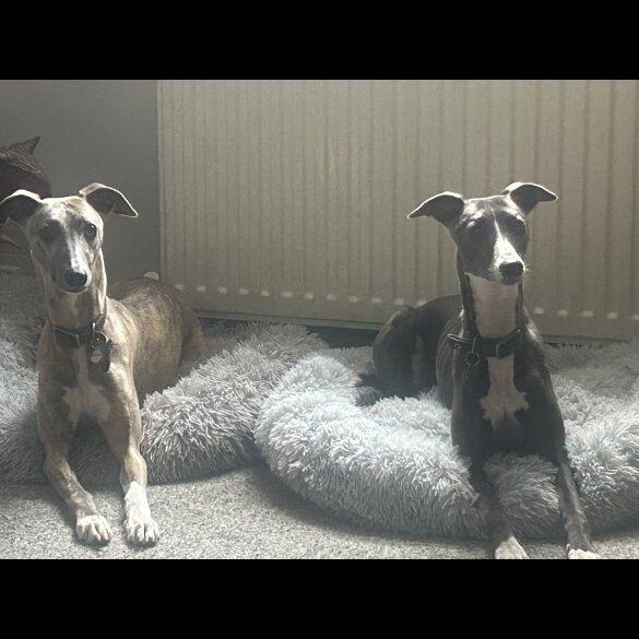 Whippet - Both