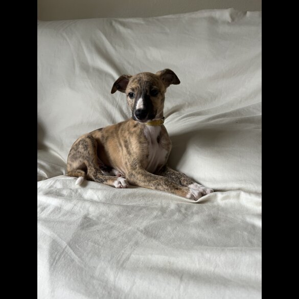 Whippet - Both