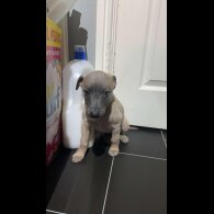Whippet - Dogs