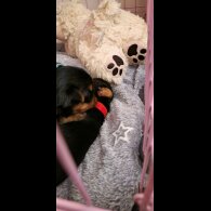 Yorkshire Terrier - Dogs