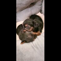 Yorkshire Terrier - Dogs