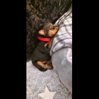 Yorkshire Terrier - Dogs