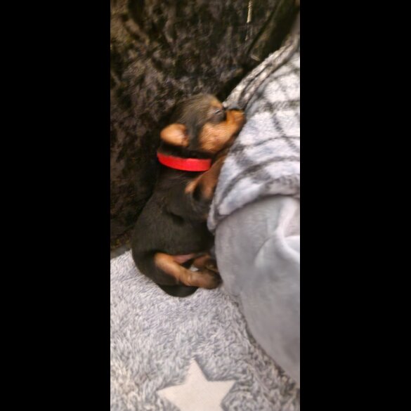 Yorkshire Terrier - Dogs
