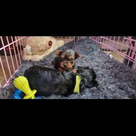 Yorkshire Terrier - Dogs