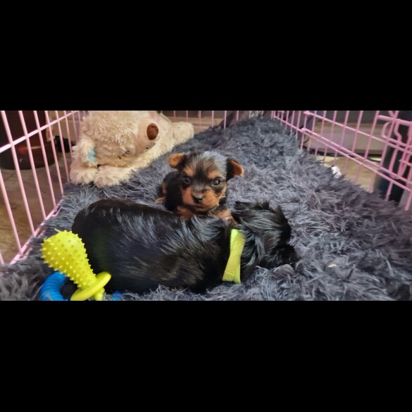 Yorkshire Terrier - Dogs